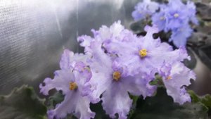 Фиалки в июле, обзор цветущих фиалок. Как мои фиалки переживают жару?