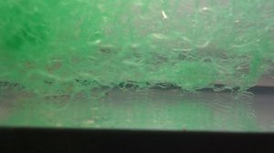 Отнерестил кардиналов.  Спустя 2 недели долгожданный нерест