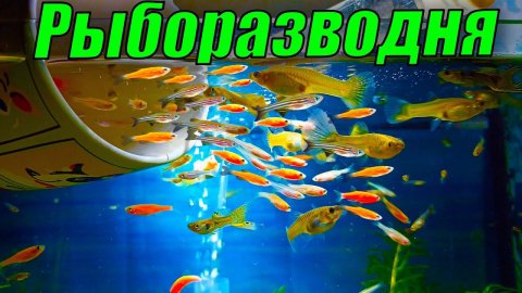 Рыборазводня аквариумных рыб дома! Опять куча хлопот на разводне!