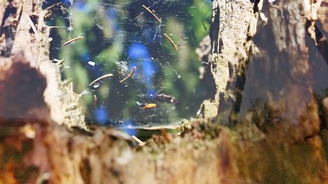 Это Родина моя! С Днём России! смотреть онлайн