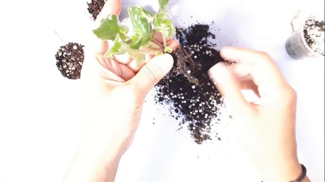 Лист Фиалки С Детками Испортился смотреть онлайн