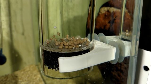 Инкубация икры и выращивание малька цихлид. смотреть онлайн