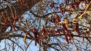 Кристина Мотиватор.Что за сложная многоходовка с кошкой и бесплатным проживанием у бабушки