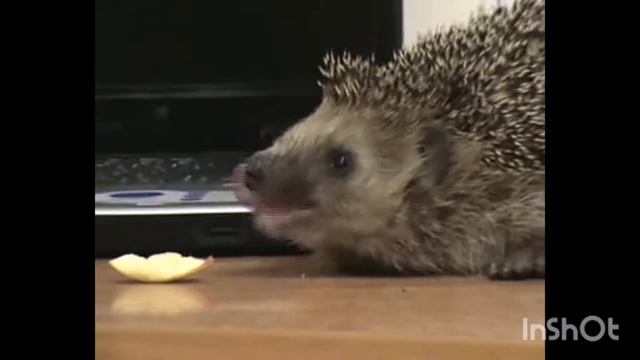 Ёжик орёт смотреть онлайн