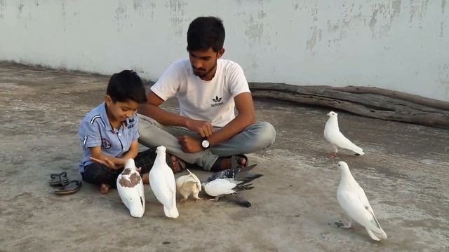 White dove bird || White pigeons || Feeding Pigeon Bird