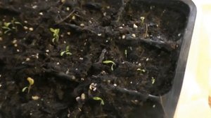 Многолетняя статица  или кермек  татарский.  Как посеять эти цветы  на рассаду? .