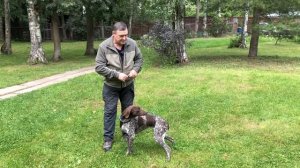 Что делать если у легавой собаки сорвана стойка?