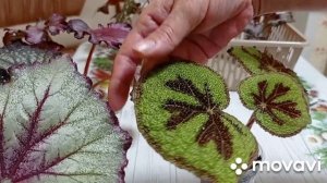 Комнатные цветы. Мои любимые Королевские бегонии.