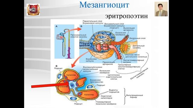 Лекция № 23. Почка. Нефрон. Kidney