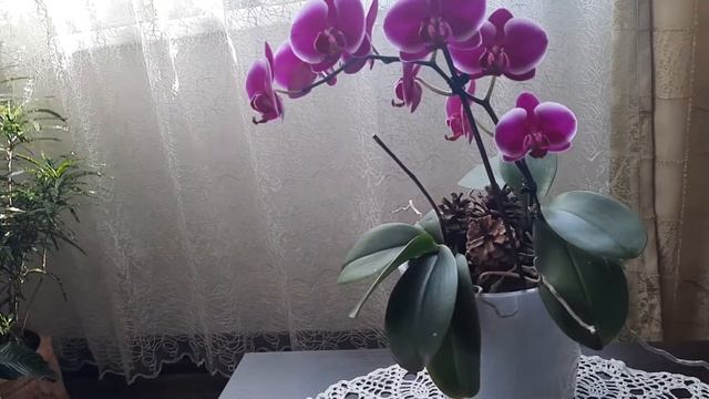 При болезни орхидеи какой препарат лучше применить, Фитоспорин или Триходерма смотреть онлайн