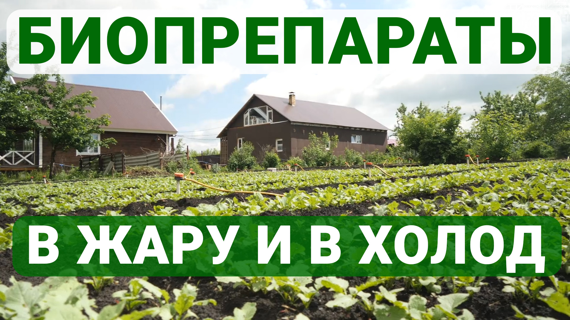 Это лето будет урожайным! На все случаи!