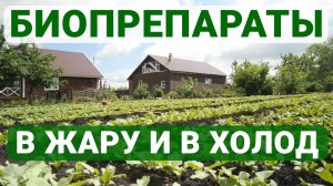 Это лето будет урожайным! На все случаи!