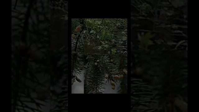 Звуки вечернего леса для медитации