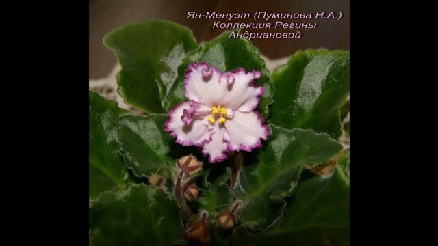 Фиалки (сенполии).Фото некоторых моих сортовых фиалок(часть 1:)) смотреть онлайн