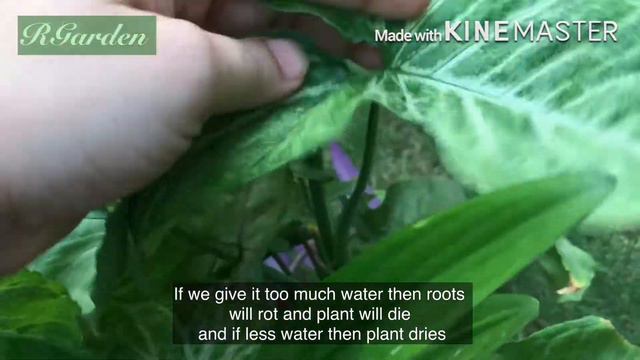 All About Syngonium Arrowhead Plant | Care and Grow Complete Guide | Urdu _ Hindi | English sub смотреть онлайн