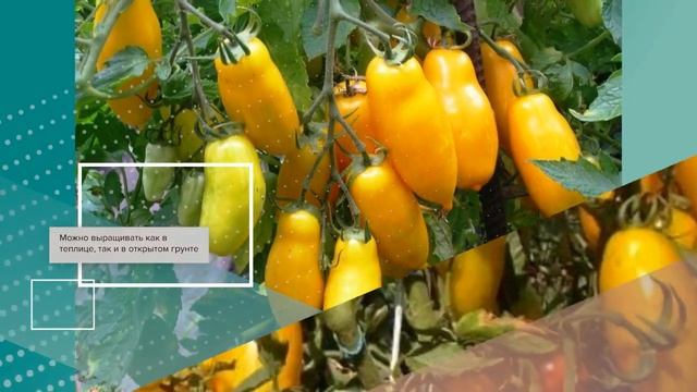 Томат Сибирские бананы - описание сорта смотреть онлайн