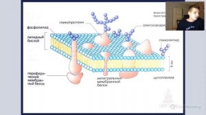 LG | Биология. Мини-урок: мембрана клетки