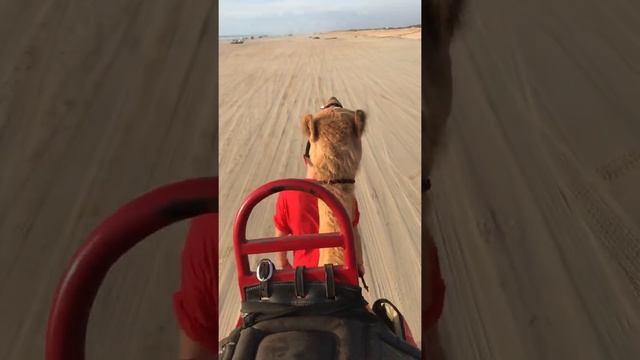 Cable Beach Camel sunset Adventure