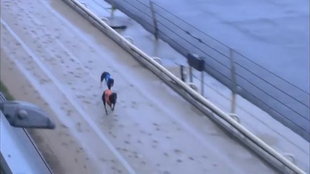 Greyhound 2022- 03.11.2022 Sale- Trial 4 смотреть онлайн