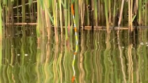 КАРПЫ ТОРПЕДЫ ПРУТ В КАМЫШЕ!!! (1080p)