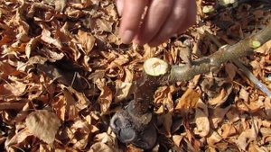 Весна 2020. Обрезка привитых саженцев яблони с однолетними побегами.