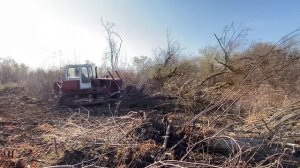 Раскорчевка старого сада, повал больших деревьев