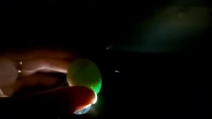 Что с яйцами в мусор или инкубация перепелов селадон продолжается? 6 день инкубации овоскопирование