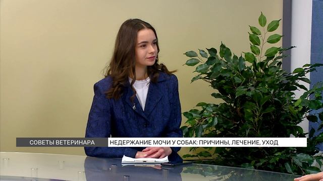 Недержание мочи у питомцев: причины, лечение, уход смотреть онлайн