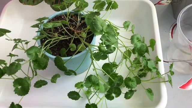 Дневник цветовода?зацвел Каланхоэ?почти весна, переезжаем в новые горшочки?? смотреть онлайн