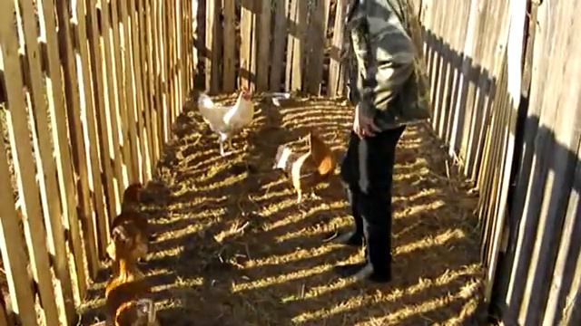 Дрессировка куриц..mpg смотреть онлайн