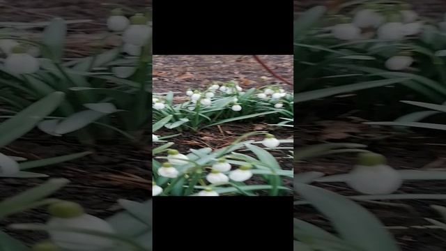 Подснежники - Галантусы Флоре Плено (galanthus nivalis Flore Pleno) - март 2023