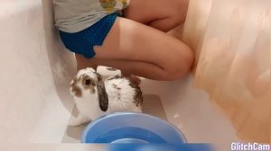Как мыть кролика?