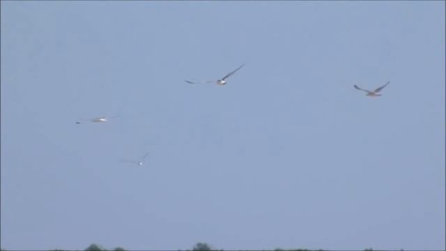 ОРЛЁНОК СОЛНЕЧНЫЙ смотреть онлайн