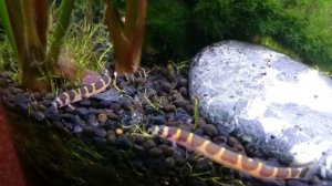 Акантофтальмус кюли (Acanthophthalmus kuhli)в аквариуме