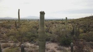 Кактусы и суккуленты  Как правильно выбрать и ухаживать за растениями