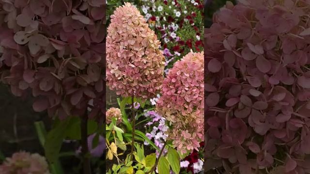 Гортензия Метельчатая Мэджикал Свит Саммер (Magical Sweet Summer). ОБЗОР #shorts