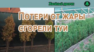 Сгорели туи,обзор посадочного материала в теневиках туи,ель голубая,пихта