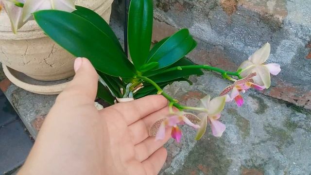 Волшебная Сказка на окошке: Joy Fairy Tale вдохновение лета смотреть онлайн