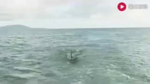 Пити головая акула