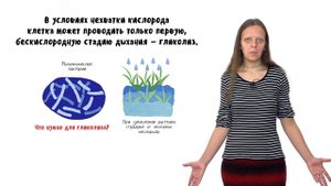Клеточное дыхание. Лекция 1. Часть 2. Гликолиз и брожение