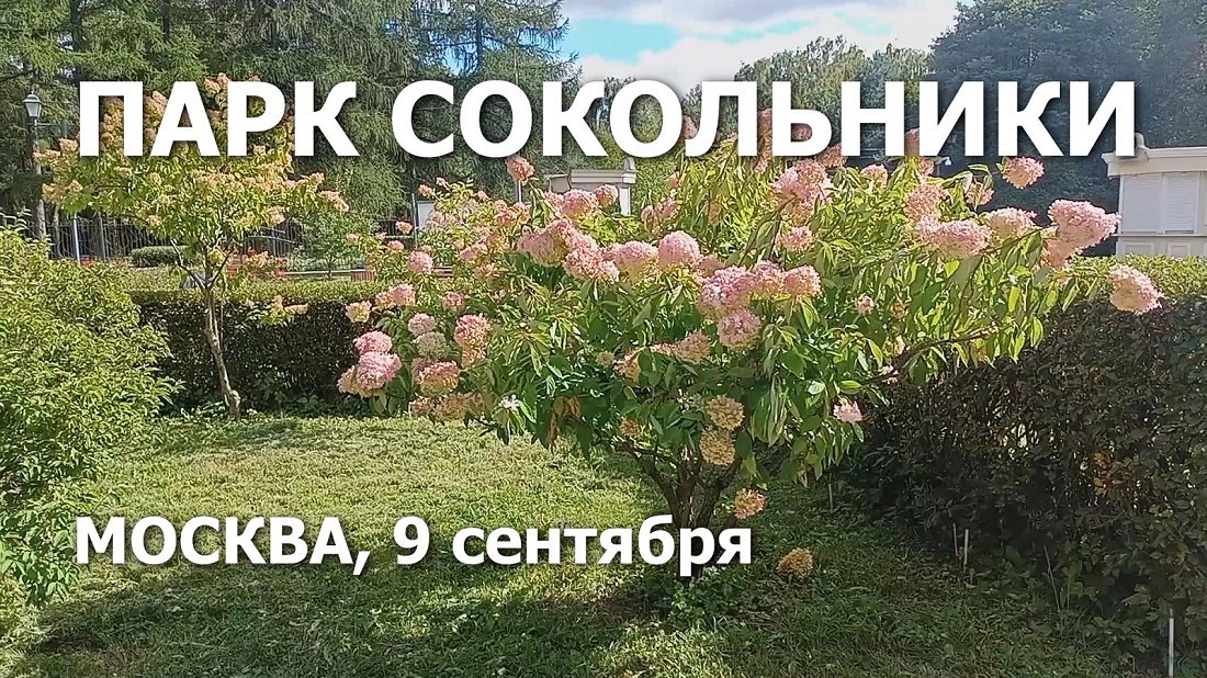 Карта сокольники большой розарий