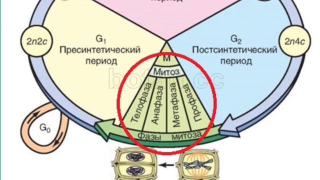 клеточный цикл