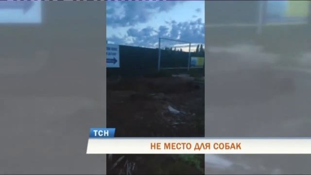 Жители Перми выступили против строительства собачьего приюта смотреть онлайн