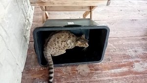 Бенгальский кот играет