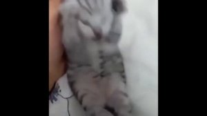 КОТ КРИЧИТ (ОРИГИНАЛ)/МЕМ ИЗ ТИК ТОКА