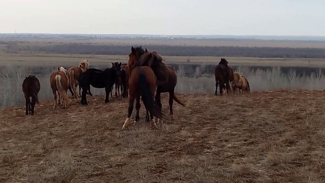 Вот так ведут себя жеребцы когда выросли вместе