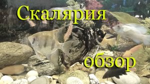 Скалярия: содержание, разведение, половые отличия (различия).