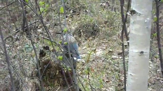 Птица кедровка ковыряет пень в поисках беличьих запасов смотреть онлайн