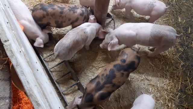 //Поросят после отема,кормление,обзор отемышей,остатки поросят,увеличения пространства//