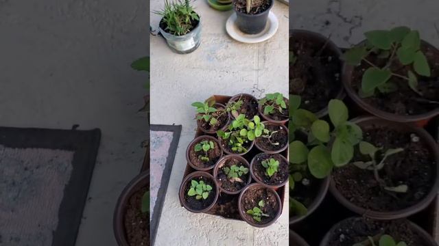 Back to the dune Daisy propagation experiment